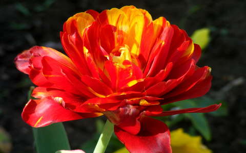 Tulipán