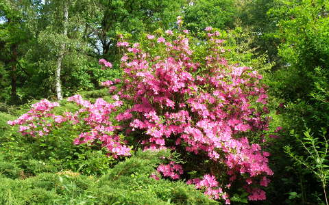 kertek és parkok rododendron