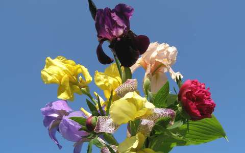 névnap és születésnap pünkösdi rózsa tavaszi virág virágcsokor és dekoráció