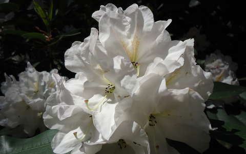 Rododendron-Jeli Arborétum
