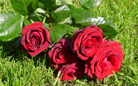 nyári virág névnap és születésnap rózsa virágcsokor és dekoráció