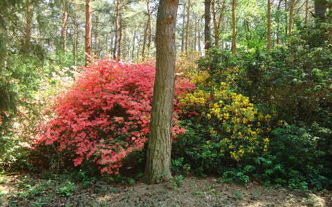 Rhododendron-Jeli Arborétum