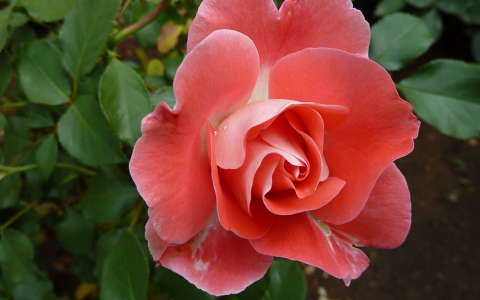 Koszter rózsa