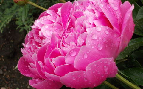 címlapfotó pünkösdi rózsa tavaszi virág vízcsepp