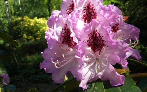 Rododendron,  jeli-arborétum