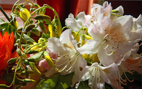 rododendron