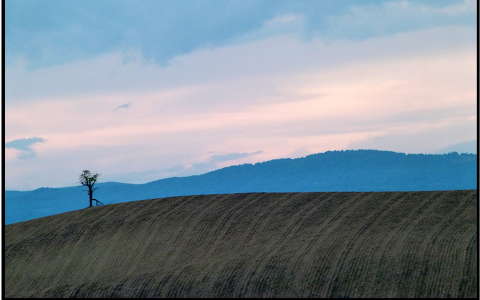 mező