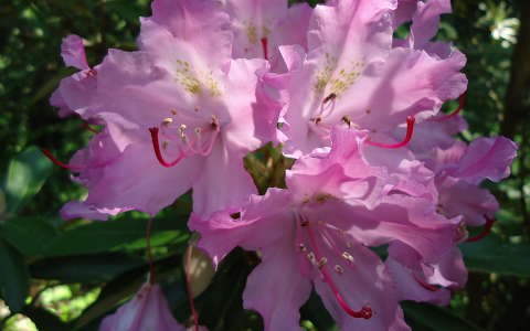 Rhododendron - Jeli Arborétum