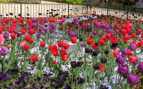 Budapest,Mechwart téri tulipánok