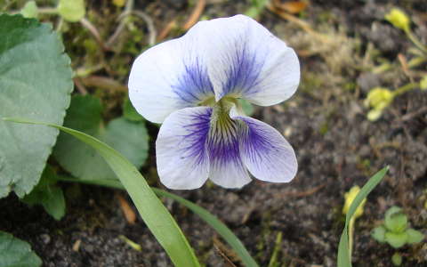 ibolya