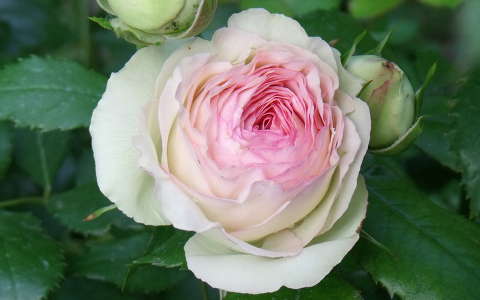 Pierre de Ronsard