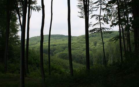 erdő fa hegy