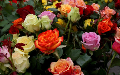 címlapfotó nyári virág névnap és születésnap rózsa