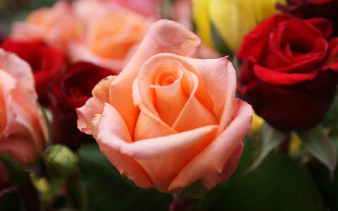 nyári virág névnap és születésnap rózsa