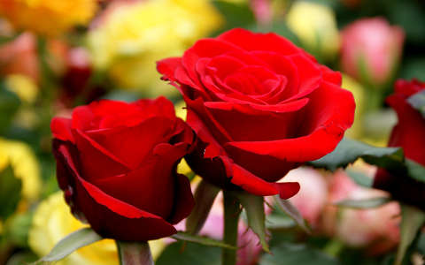 címlapfotó rózsa valentin