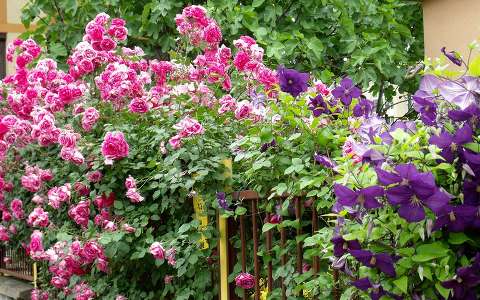 virágos kerítés