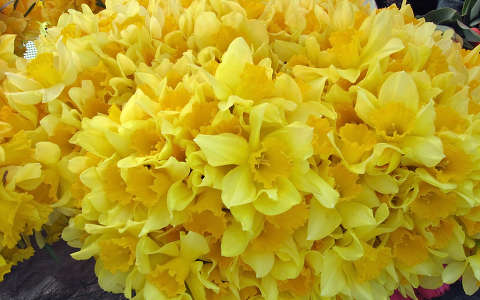 nárcisz névnap és születésnap tavaszi virág virágcsokor és dekoráció