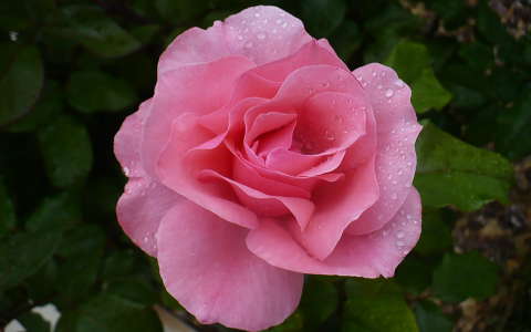 Rózsa, eső után