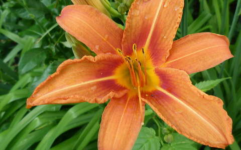 Liliom
