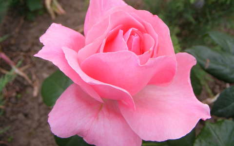 Rózsa