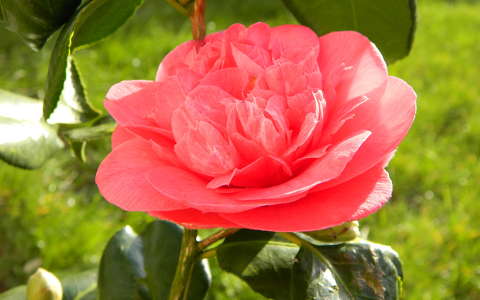 Camellia