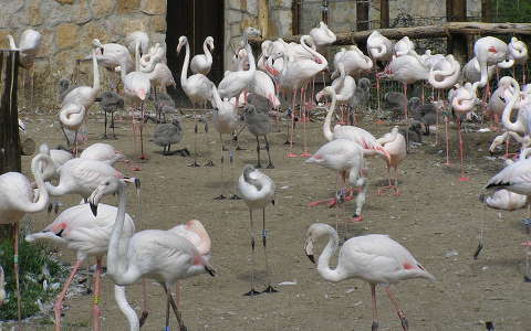 Flamingók csibéikkel a Budapesti Állatkertben