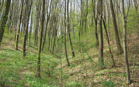 erdő