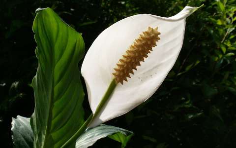 Spathiphyllum,vitorlavirág