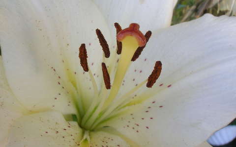 Liliom