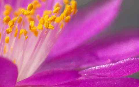 Kaktusz - Mammillaria roczekii virága