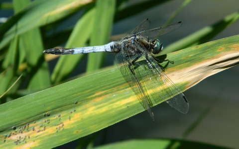 Kék szitakötő-Atesorthetrum coerulescens,Fotó:Szolnoki Tibor