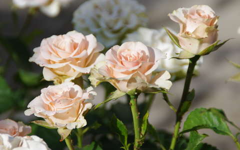 Rózsaszín rózsák csokorban