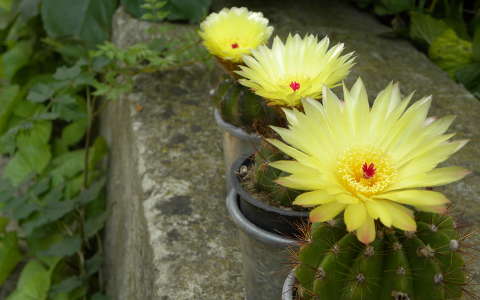virágzó kaktuszok