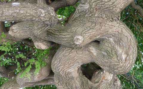 Tihanyi apátság kertjében található csavart fa