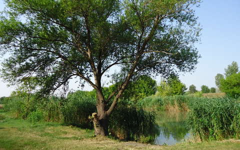 Kis-Duna holtág