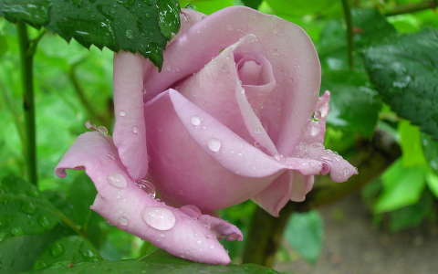 Halványlila rózsa