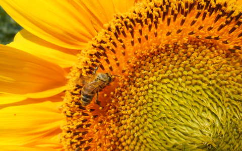 méh napraforgó rovar