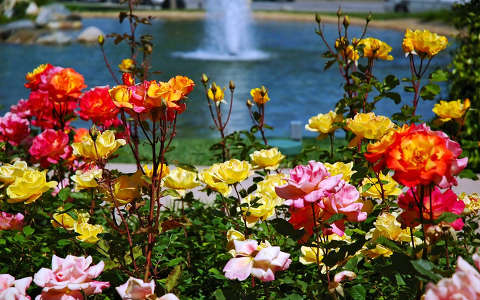 címlapfotó kertek és parkok nyár nyári virág