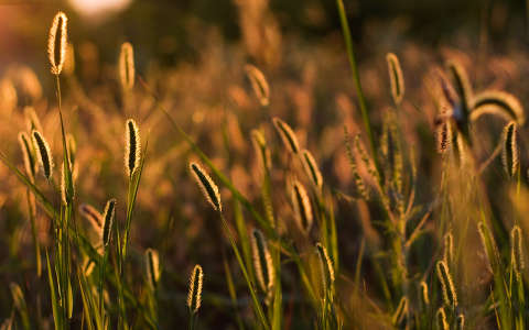 fű naplemente
