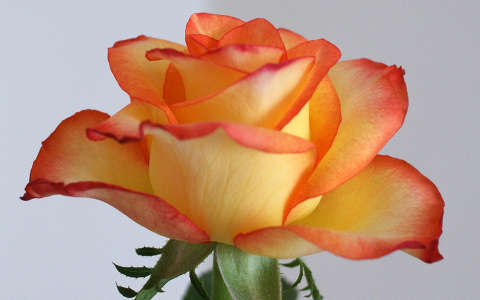 címlapfotó nyári virág névnap és születésnap rózsa