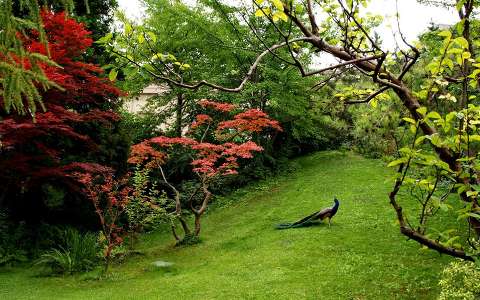 kertek és parkok madár páva