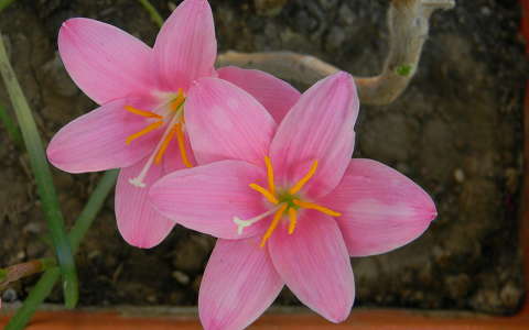 liliom