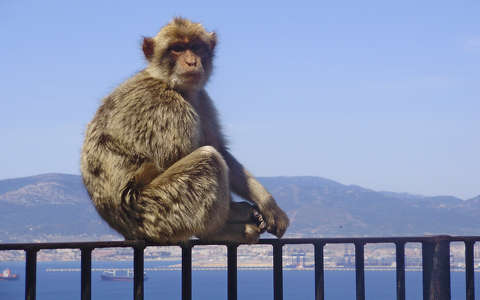 gibraltár majom makákó