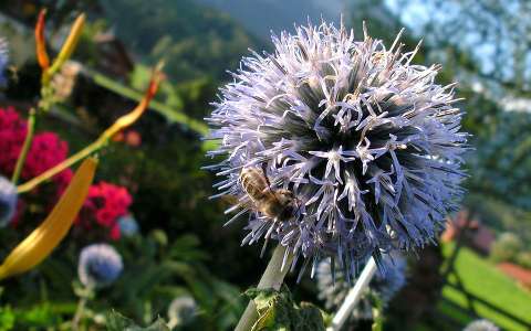 hagymavirág méh rovar