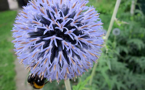 Haarlem-Holland, my own garden