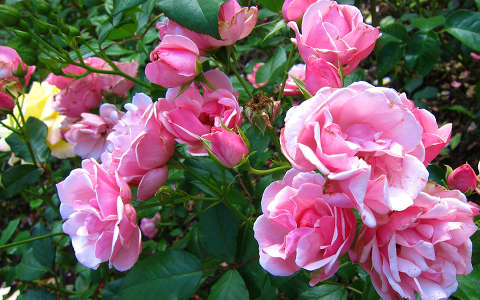 Maastricht-Holland, Kloostertuin Rozen