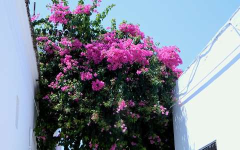 bougainvillea-Marmaris