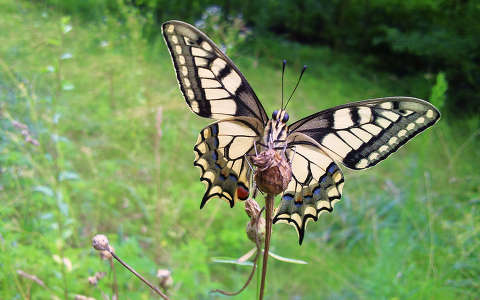 Fecskefarkú lepke (Papilio machaon),Fotó:Szolnoki Tibor