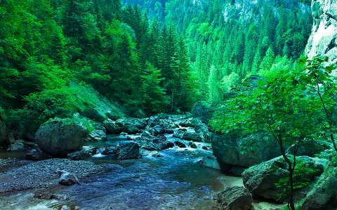 címlapfotó erdő folyó hegy