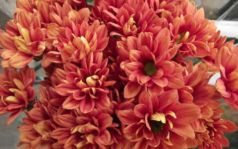 Gerbera. Fotó: Csonki